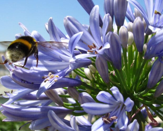 Les meilleurs bulbes à fleurs pour attirer les pollinisateurs