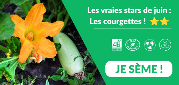 rect HP courgette rect HP courgette