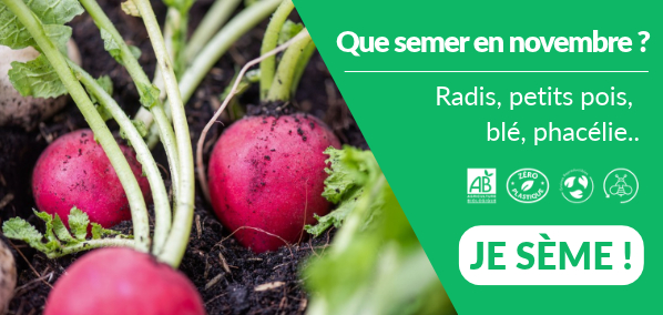 Que semer en novembre